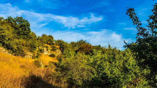Ağaçlı ve yeşil yapraklı sonbahar manzarası.