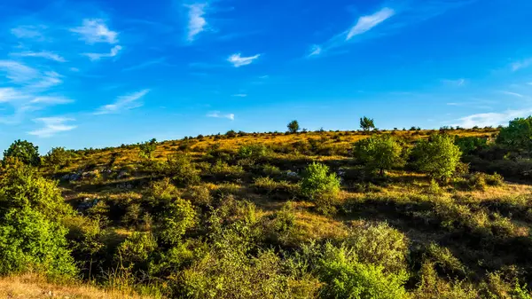 Arka planda güzel sonbahar ormanı