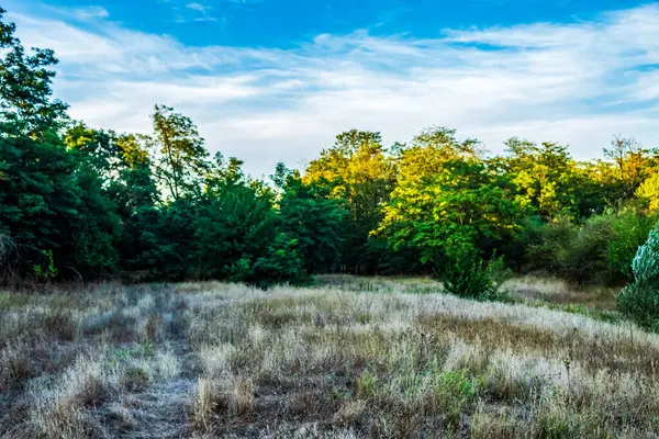 Güzel sonbahar manzarası. Orman kırsalda güneşli bir günde.