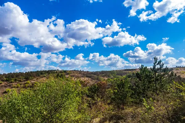 Ormanın ve mavi gökyüzünün güzel manzarası.