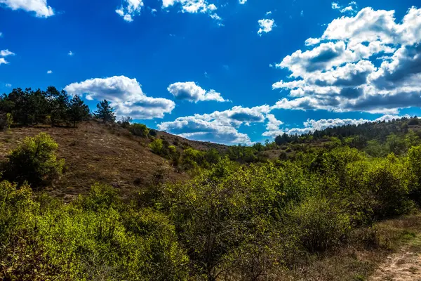 Ağaçları ve mavi arkaplanı olan yeşil bir ormanın güzel bir görüntüsü.