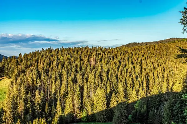 Karpat Dağları 'nda yaz yeşil ormanı