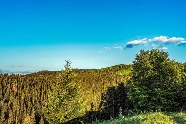 Ormanda yeşil ağaçlar