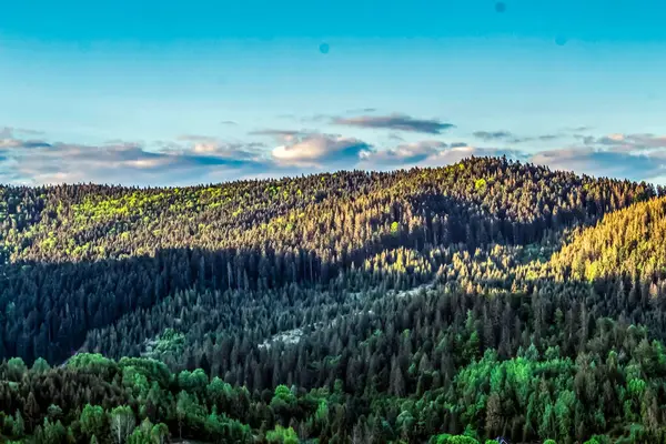 Yaz mevsiminde dağlardaki yeşil ormanın hava aracı görüntüsü