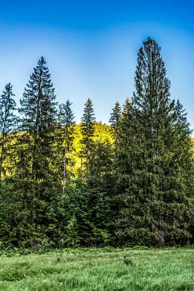 Karpat Dağları 'nın güzel manzarası