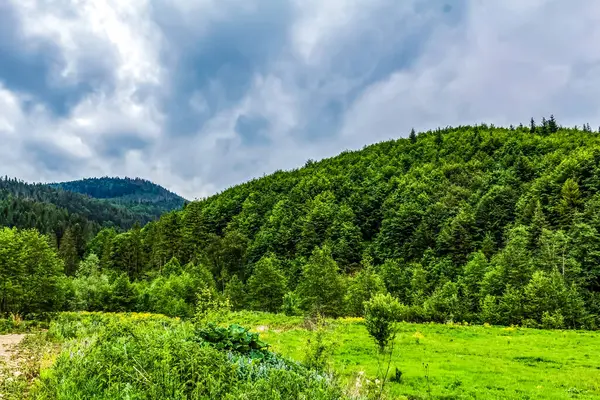 Dağlardaki güzel yeşil orman