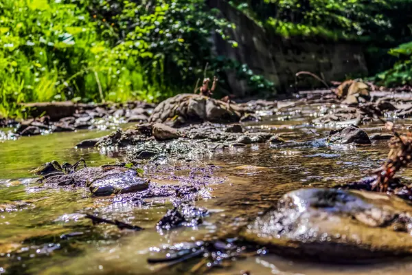 Ormandaki güzel nehir