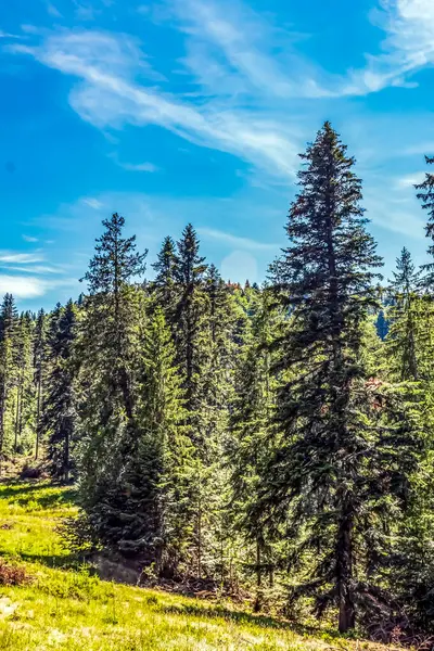Ormanın ağaçlarla güzel bir görüntüsü.