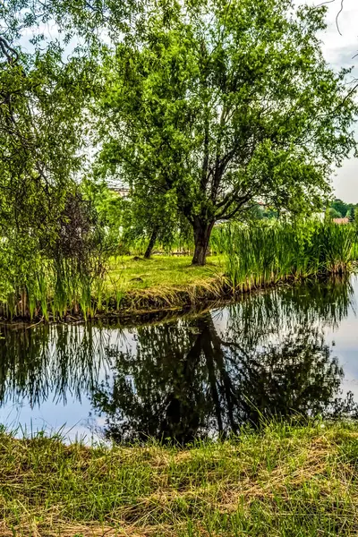 Ağacı olan güzel bir nehir.