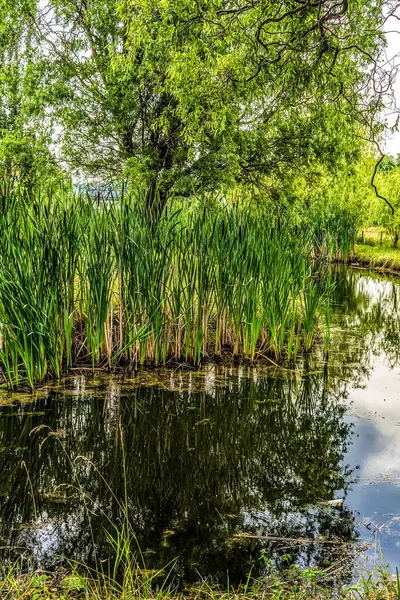 Güzel göl manzarası