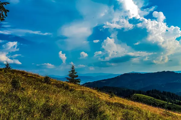 Ormanı ve güzel gökyüzü olan bir dağ çayırı.