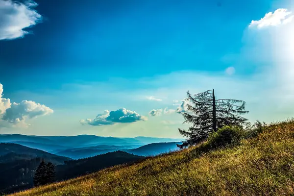 Arka planda ağaçlar olan inanılmaz doğa manzarası