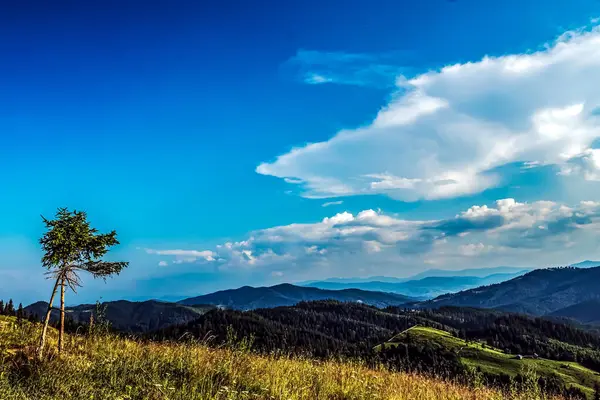 Yeşil tepeli yaz manzarası, Karpatlar, Ukrayna