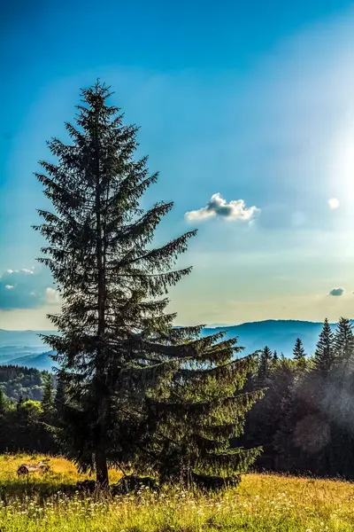 Ağaçlarla ve mavi gökyüzüyle yaz manzarası