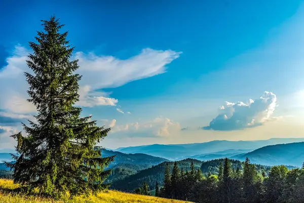 Dağlarda bir ağacı olan güzel bir manzara.