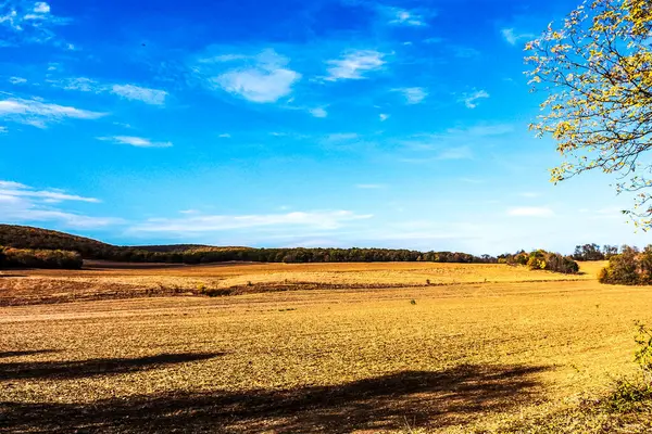Sonbahar manzarası, renkli ağaçlar, ormana düşer.