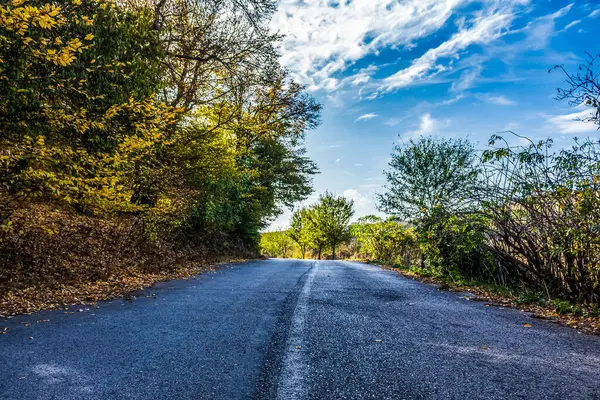 Ormanda sonbahar yolu