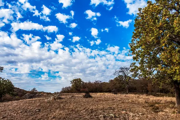 Ağaçlar ve yapraklarla dolu güzel sonbahar manzarası