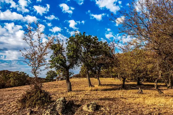Kırsal kesimde ağaçlar olan güzel sonbahar manzarası.