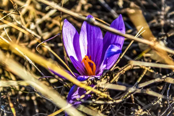 Güneşli bir günde mor krukus