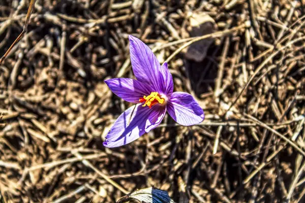Bahçedeki güzel mor çiçekler