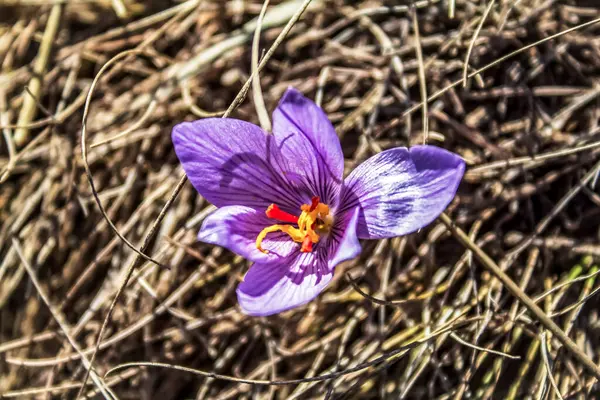 Bahçedeki güzel çiçekler
