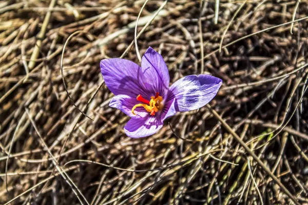 Ormandaki tarla çiçekleri