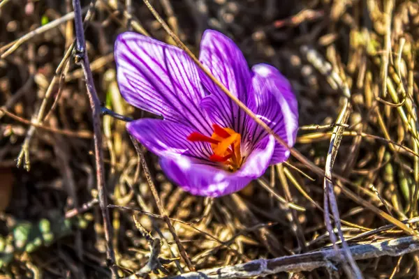 Çayırda büyüyen kır çiçeği, yakın plan.