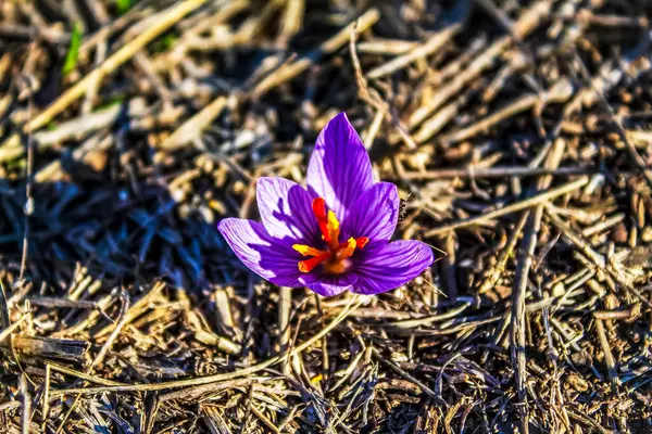 Bahçede bahar çiçekleri