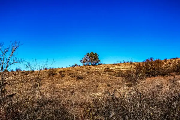 Ağaçlar ve yapraklarla dolu sonbahar manzarası