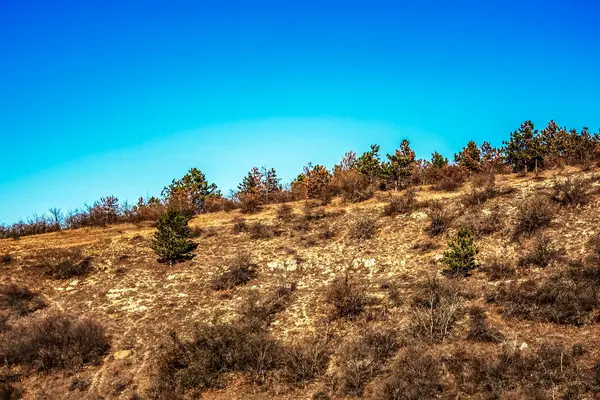 Ormanın güzel manzarası
