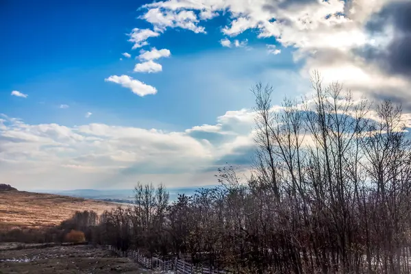 Güzel bir manzara Ağacı ve mavi gökyüzü
