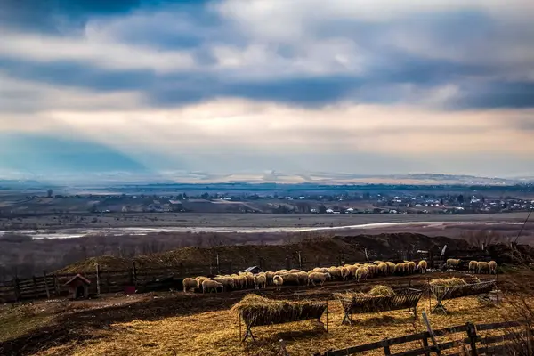Ağaçlarla dolu bir tarlası ve bulutlu bir gökyüzü olan güzel bir manzara.