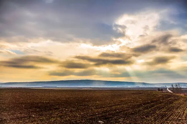 Kırsal kesimdeki bir buğday tarlasının güzel manzarası