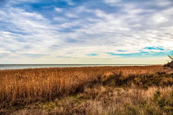 Kuru çimenleri ve arka planda bir ağacı olan güzel bir deniz fotoğrafı.