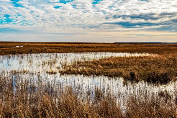 Ormandaki gölün güzel manzarası