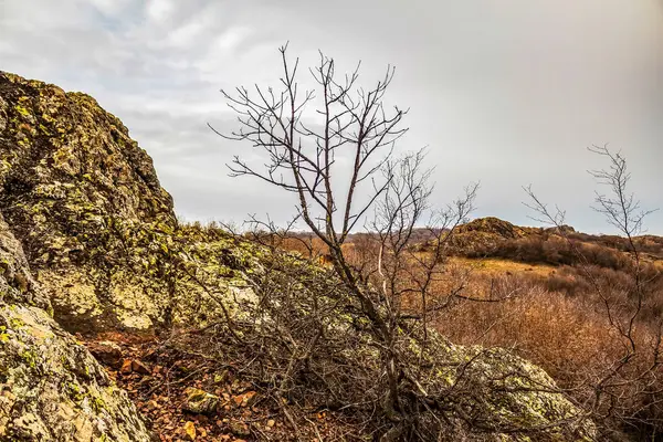 Ön planda kuru bir sonbahar ağacı olan kayalık bir tepe.