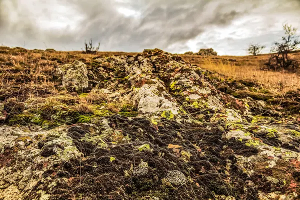 Dağları ve ağaçları olan güzel bir manzara.