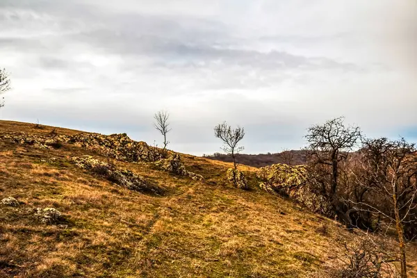 Ağacın olduğu manzara ve arka planda ağaçlar