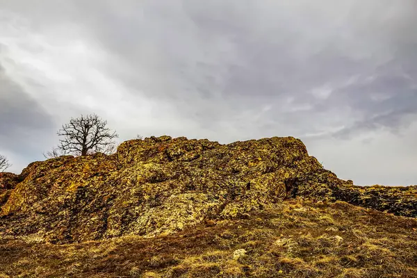 Ağacı ve bulutlu gökyüzü olan güzel bir manzara.