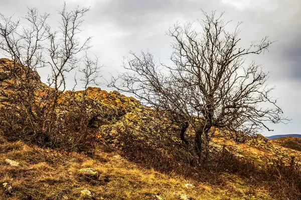 Ağaçlı sonbahar manzarası