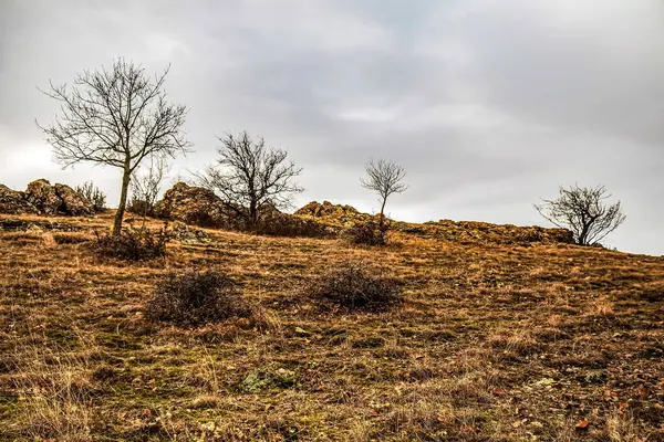 Ağacı ve bulutlu gökyüzü olan bir tepe manzarası