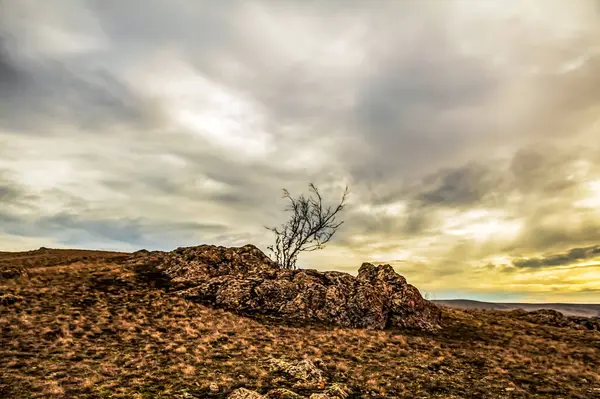 gün batımında tepede yalnız ağaç