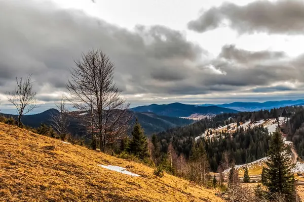Kar ve ağaçlarla dolu güzel kış manzarası