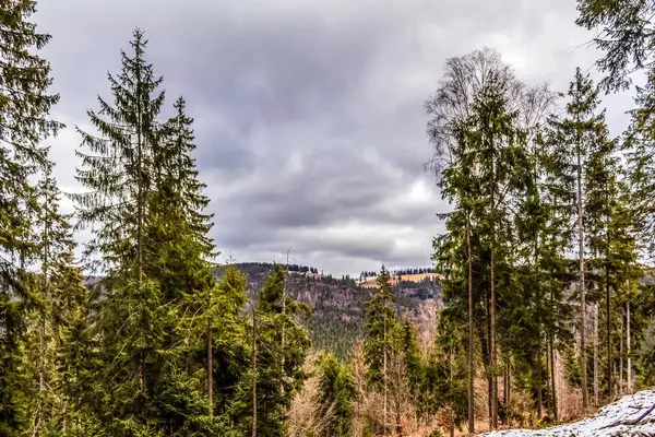 İlkbaharda arka planda bir ağaç olan orman.