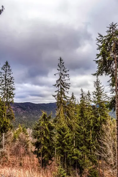 Ormandaki ağaçlar ve dağlar
