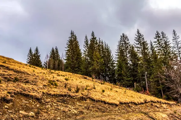 Karpatlar 'daki dağ manzarası. Karpat Dağları.