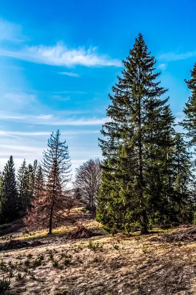 Ağaçlar ve çimenler kışın ormanda