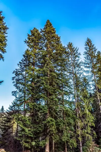 Gündüz ağaçlar ve çam ormanları