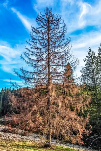 Ağaçlar ve ormanlarla dolu güzel sonbahar manzarası
